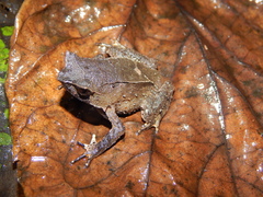 Megophrys montana