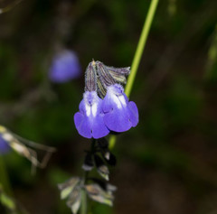 Salvia crucis