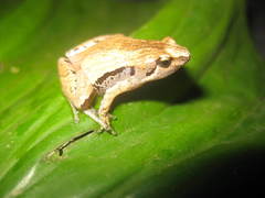 Microhyla achatina