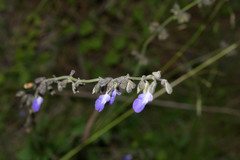 Salvia crucis