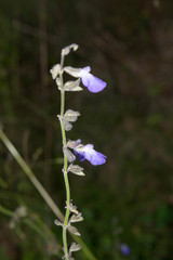 Salvia crucis