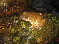 Limnonectes kuhlii