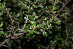 Ceanothus buxifolius