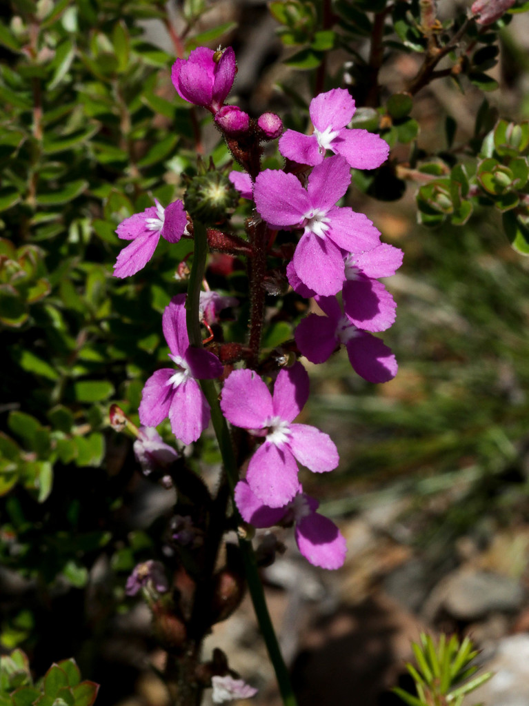 Grass Triggerplant
