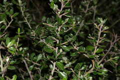Ceanothus buxifolius