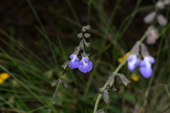 Salvia crucis