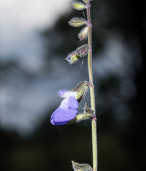 Salvia crucis