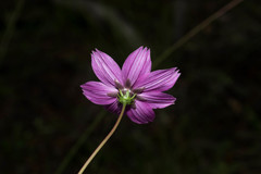 Cosmos ochroleucoflorus