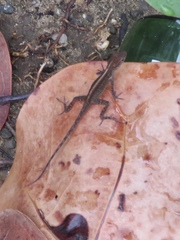 Anolis cristatellus cristatellus