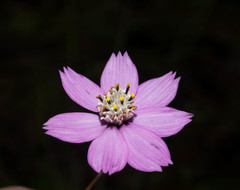 Cosmos ochroleucoflorus