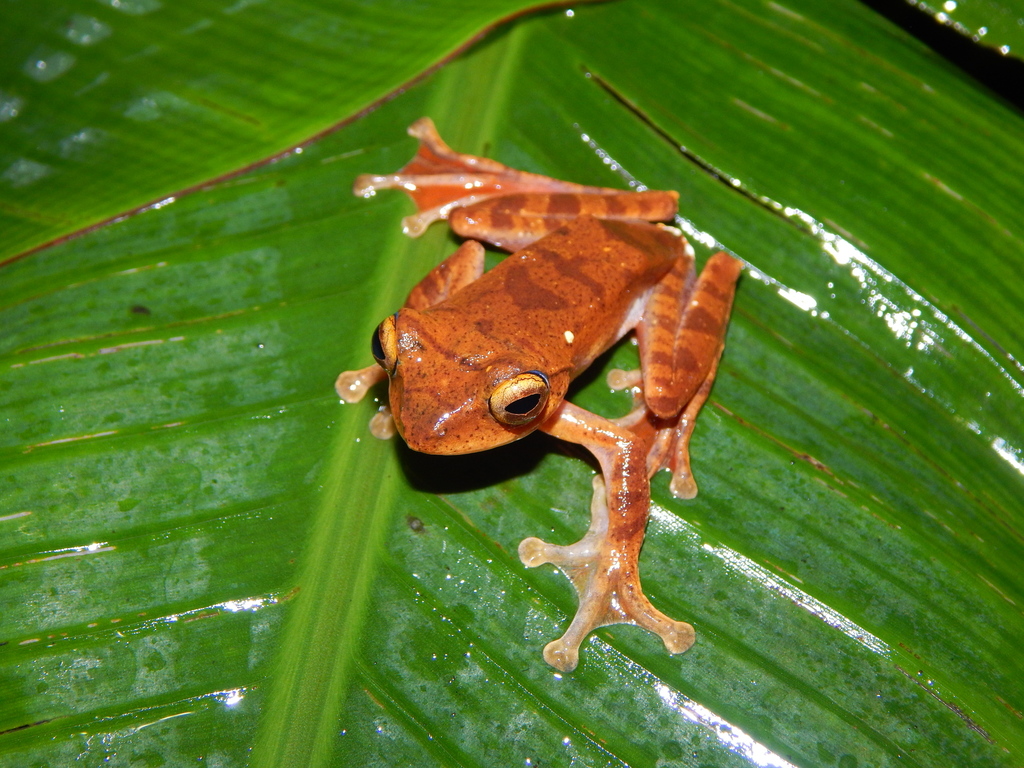 Java Flying Frog