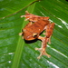 Java Flying Frog - Photo (c) Ganjar Cahyadi, some rights reserved (CC BY-NC), uploaded by Ganjar Cahyadi