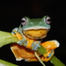 Reinwardt's Flying Frog - Photo (c) Ganjar Cahyadi, some rights reserved (CC BY-NC), uploaded by Ganjar Cahyadi