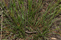 Cosmos ochroleucoflorus