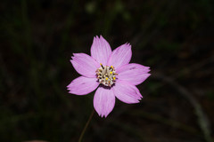Cosmos ochroleucoflorus