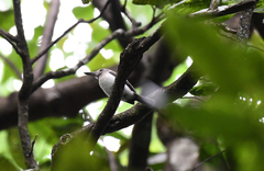 Society Kingfisher photo 4