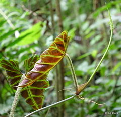 Philodendron verrucosum