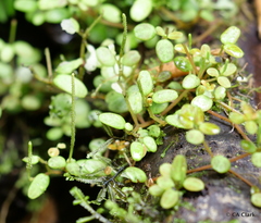 Peperomia caespitosa