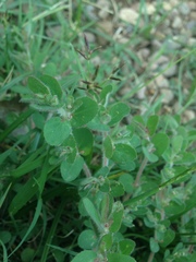 Euphorbia velleriflora