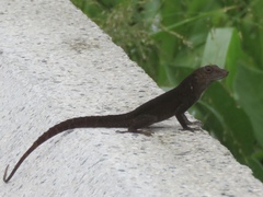 Anolis cristatellus