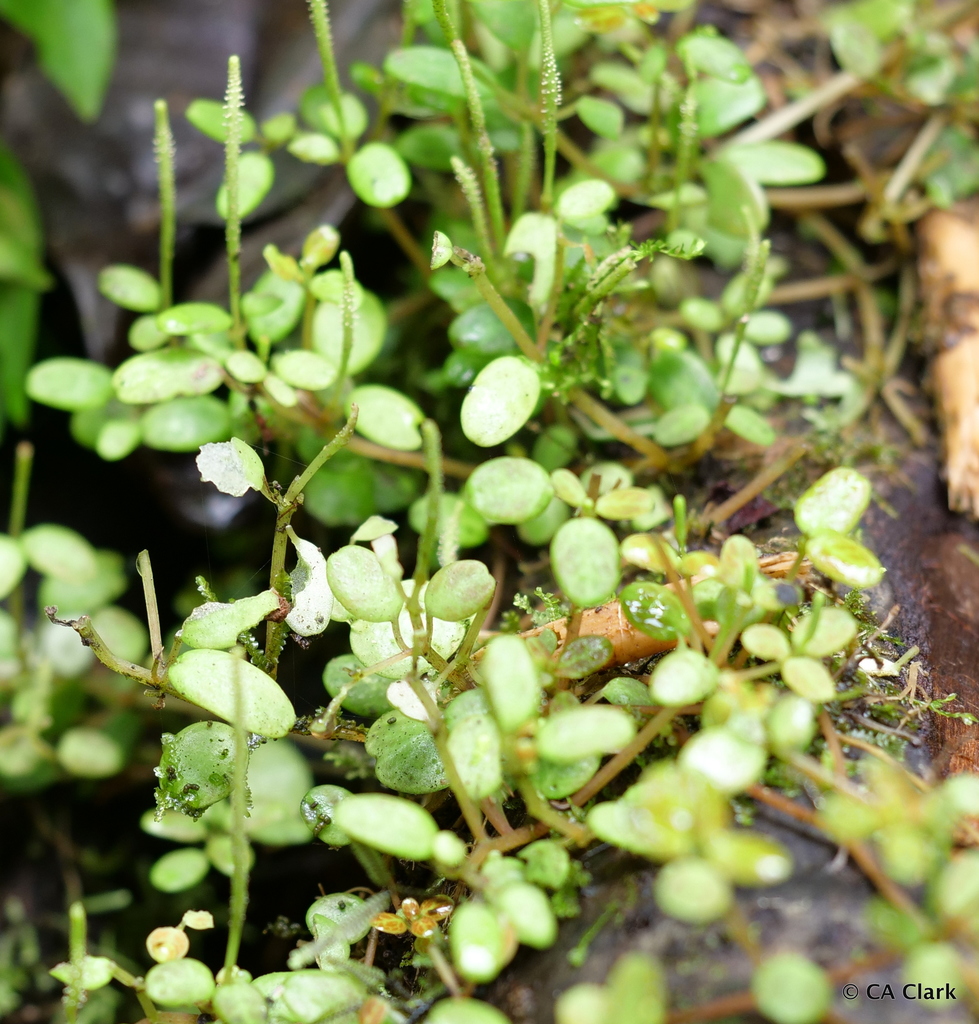 Peperomia caespitosa