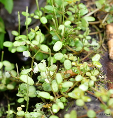 Peperomia caespitosa