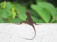 Anolis cristatellus