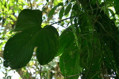 Anthurium truncicola