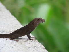 Anolis cristatellus