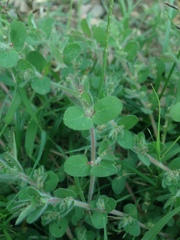 Euphorbia velleriflora