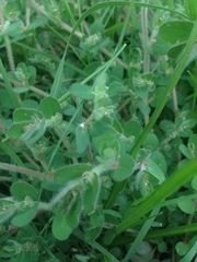Euphorbia velleriflora