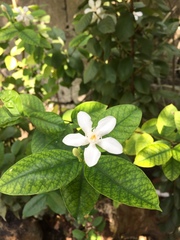 Wrightia antidysenterica