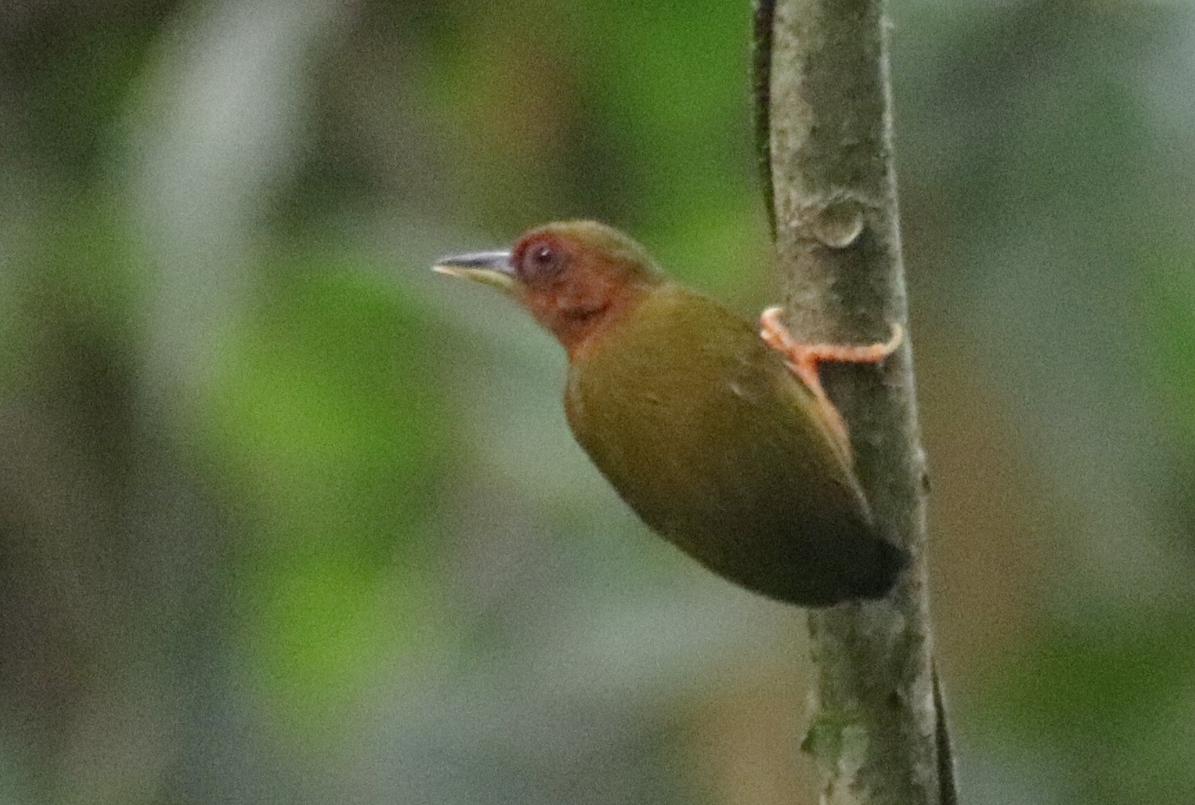 Rufous Piculet (Sasia abnormis), photo 5