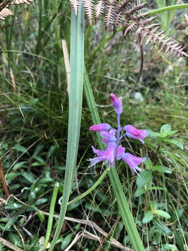 Lachenalia salteri