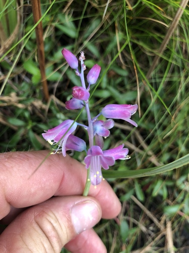 Lachenalia salteri