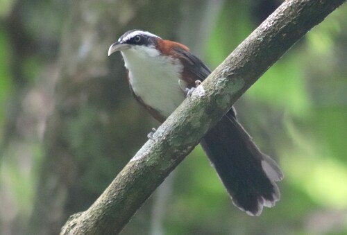 Sunda Scimitar Babbler (Pomatorhinus bornensis), photo 4