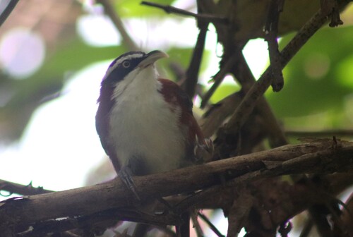 Sunda Scimitar Babbler (Pomatorhinus bornensis), photo 7