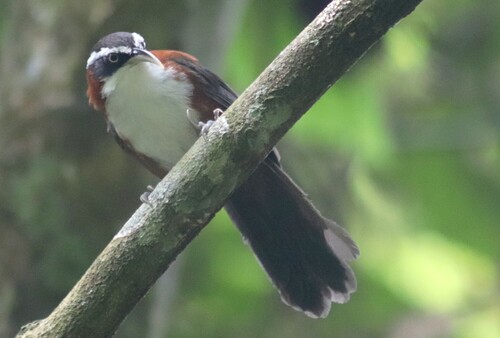 Sunda Scimitar Babbler (Pomatorhinus bornensis), photo 2