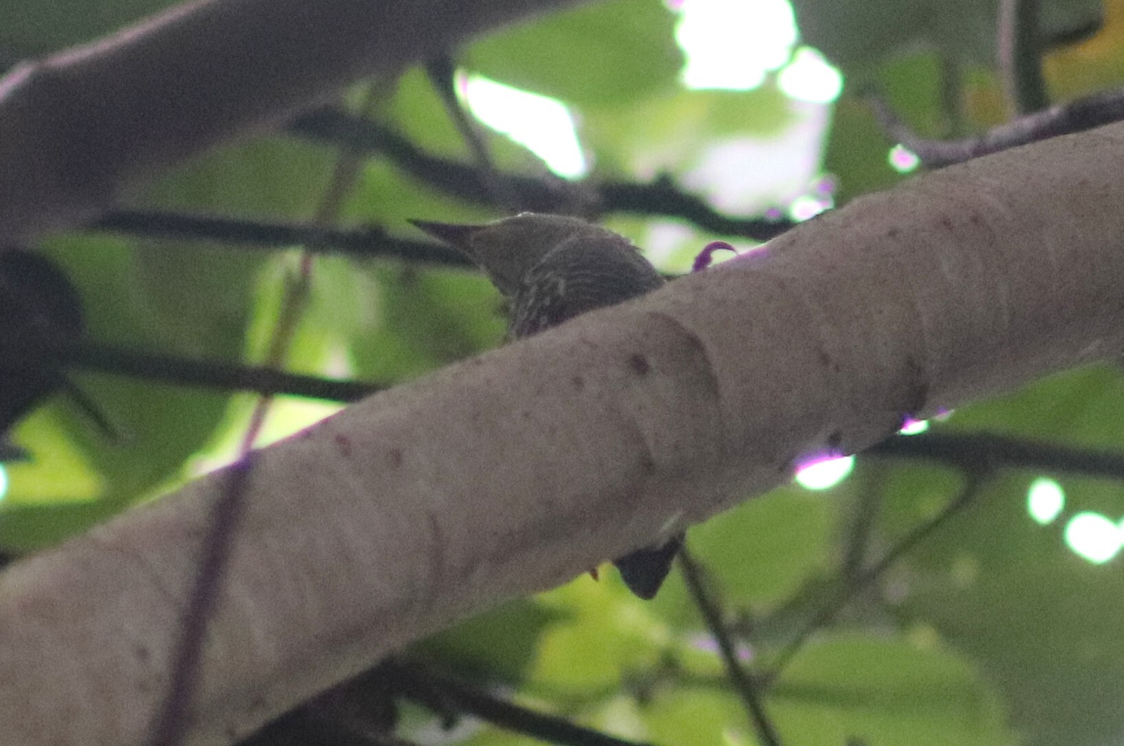 Zebra Woodpecker (Meiglyptes tristis), photo 7