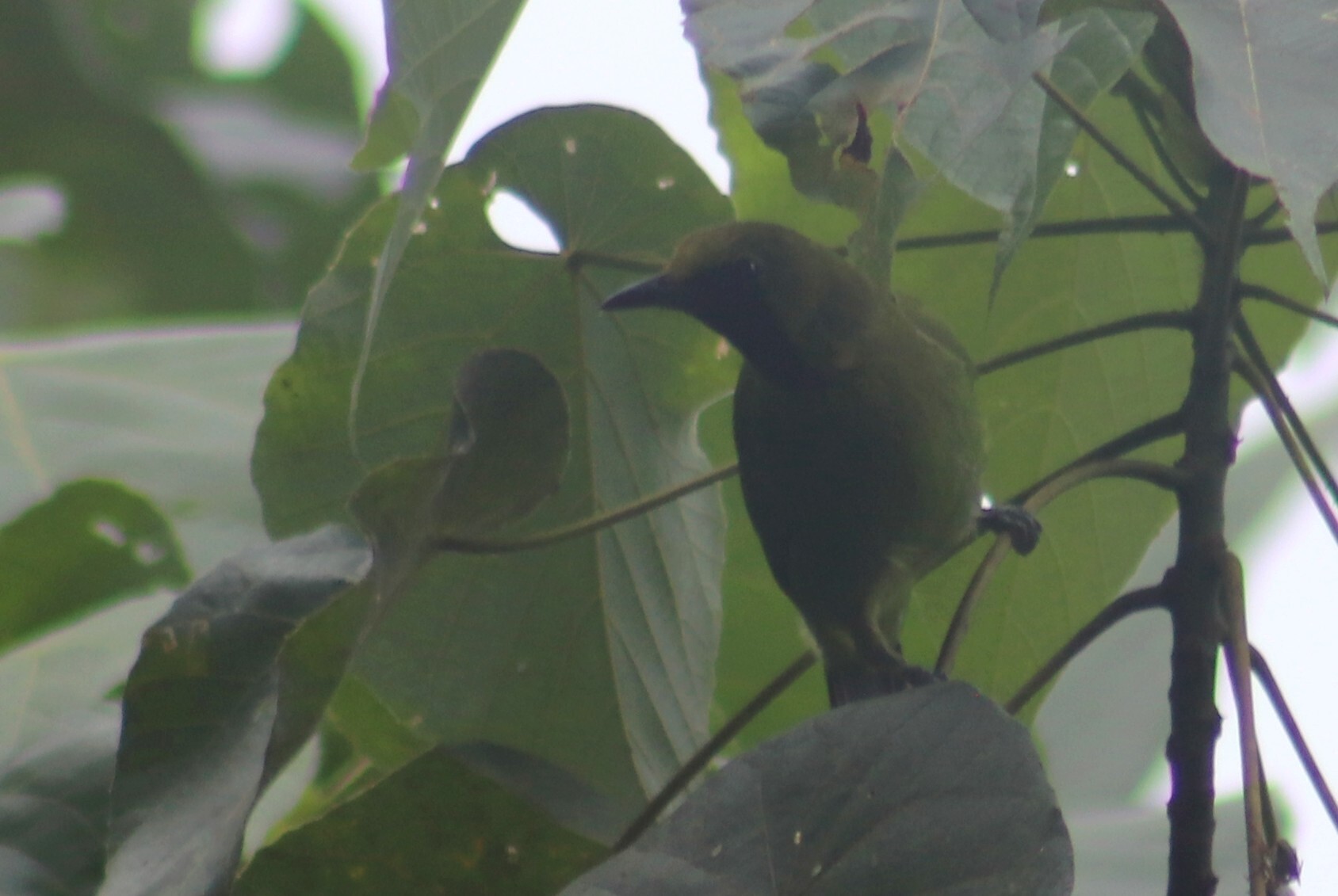 Lesser Green Leafbird illustration