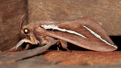 Abantiades latipennis