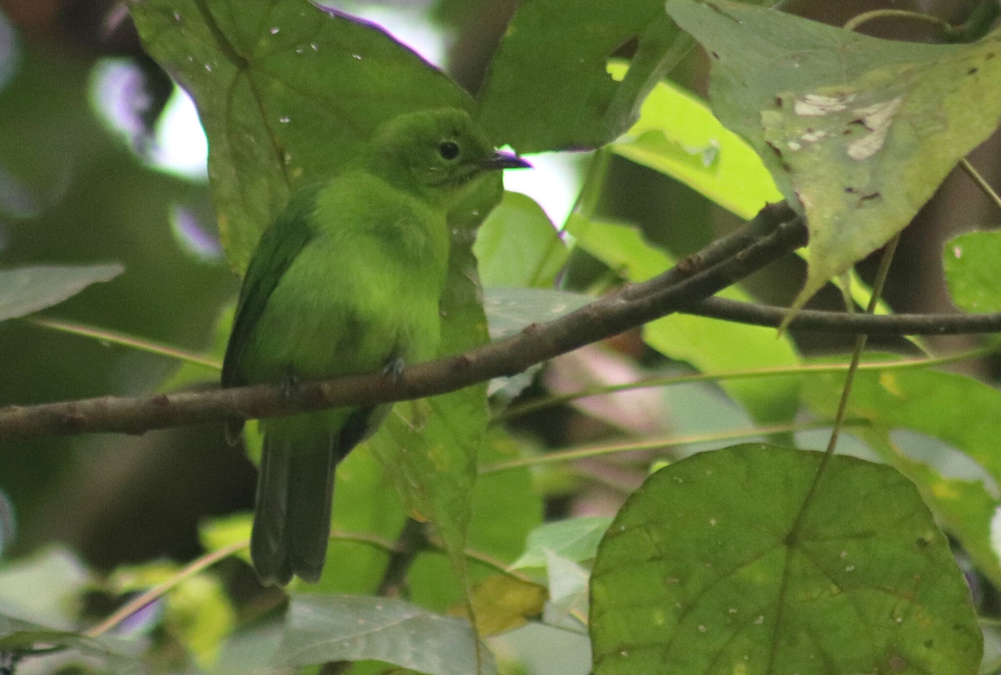 Lesser Green Leafbird (Chloropsis cyanopogon), photo 8
