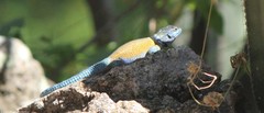 Sceloporus minor