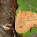 Orange Owl-Butterfly - Photo (c) Antonio Robles, some rights reserved (CC BY-NC-SA), uploaded by Antonio Robles