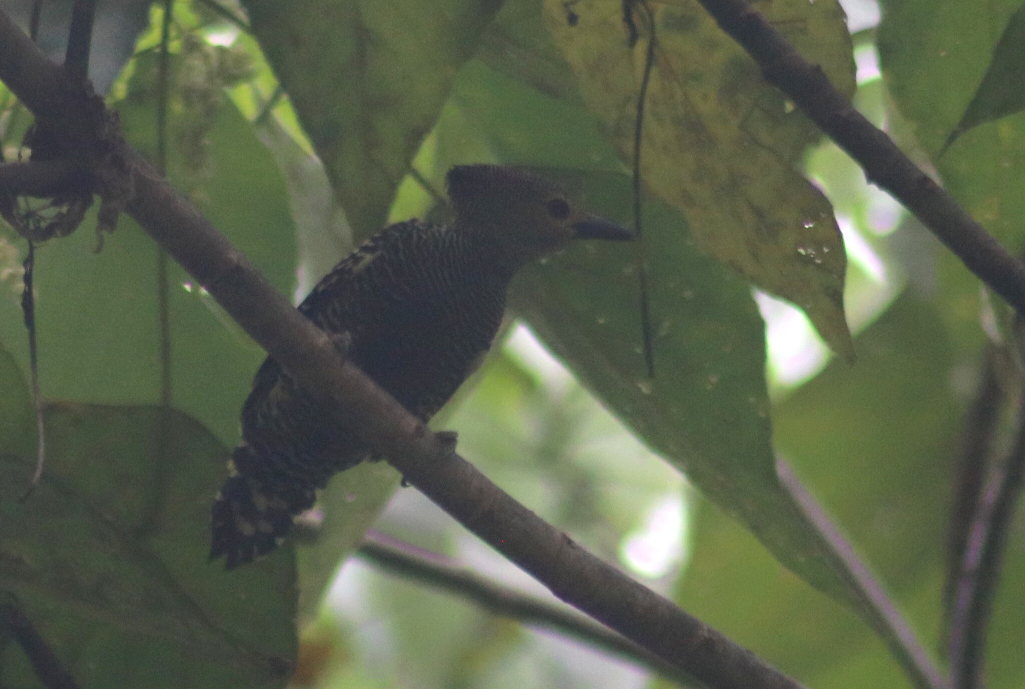 Zebra Woodpecker (Meiglyptes tristis), photo 5
