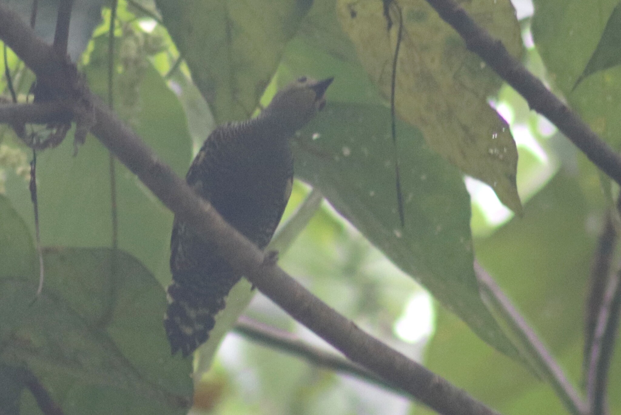 Zebra Woodpecker (Meiglyptes tristis), photo 6