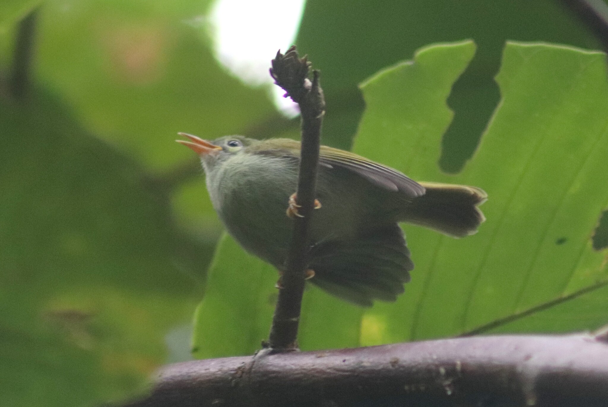 Plain Sunbird (Anthreptes simplex), photo 10