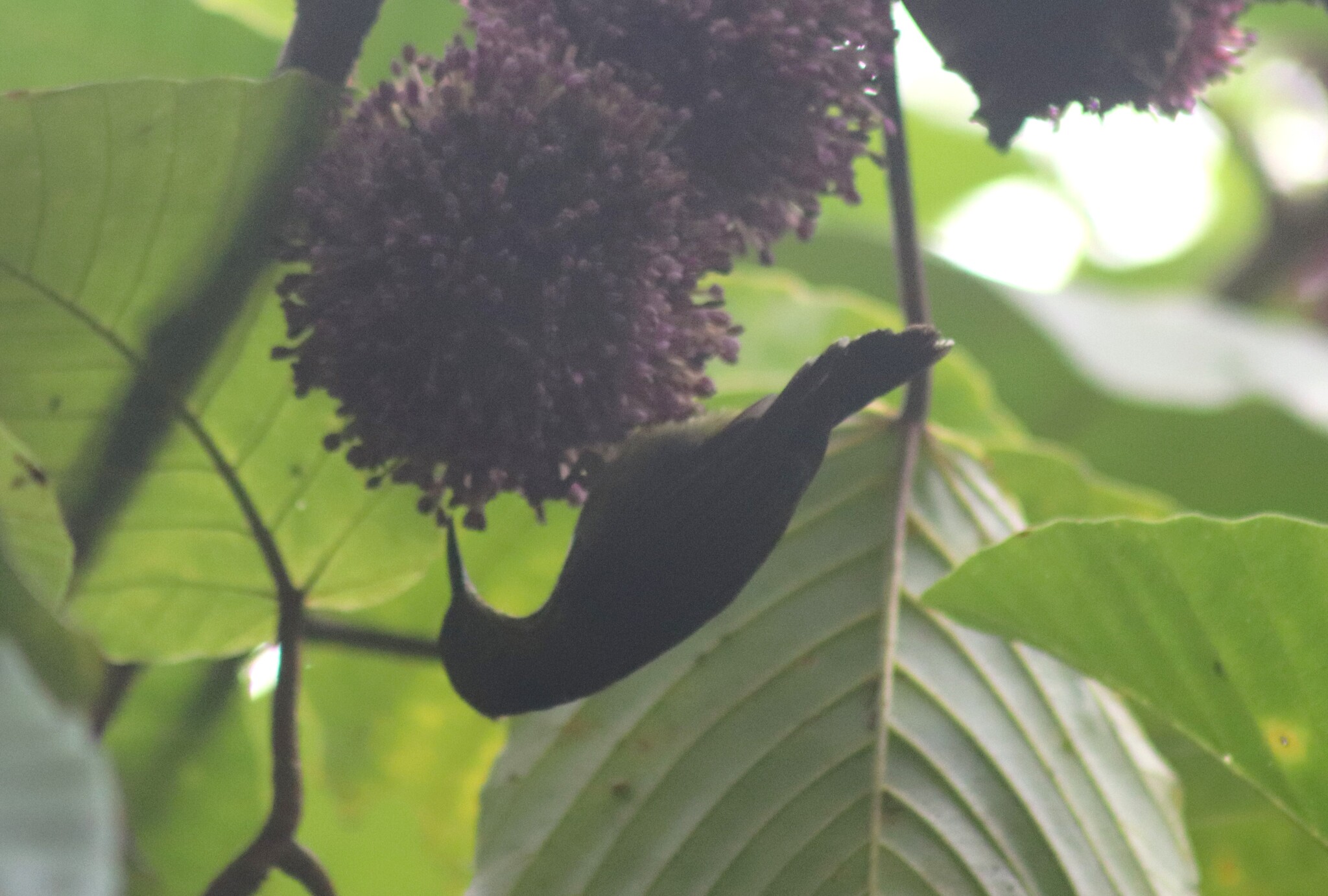 Plain Sunbird (Anthreptes simplex), photo 2