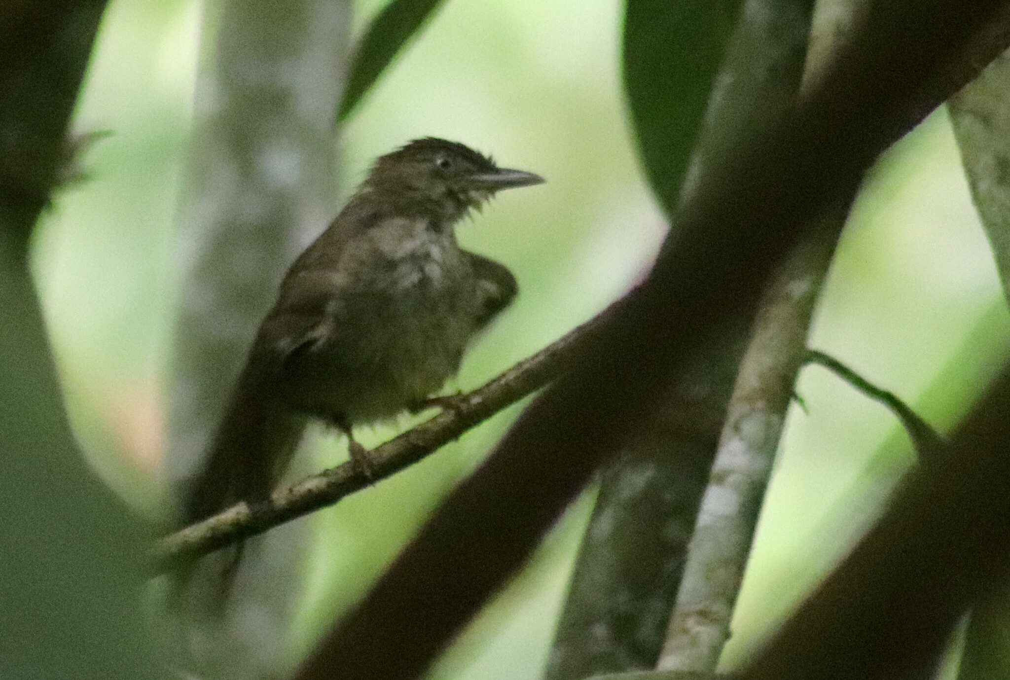 Charlotte's Bulbul illustration