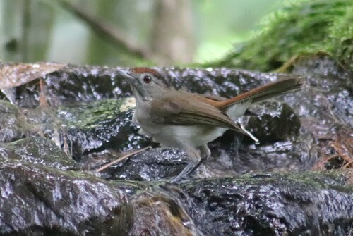 Rufous-crowned Babbler (Malacopteron magnum), photo 4